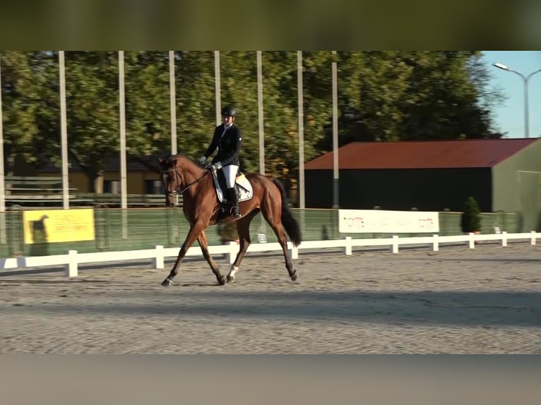 Westphalian Gelding 12 years 16,2 hh Brown in Liebing