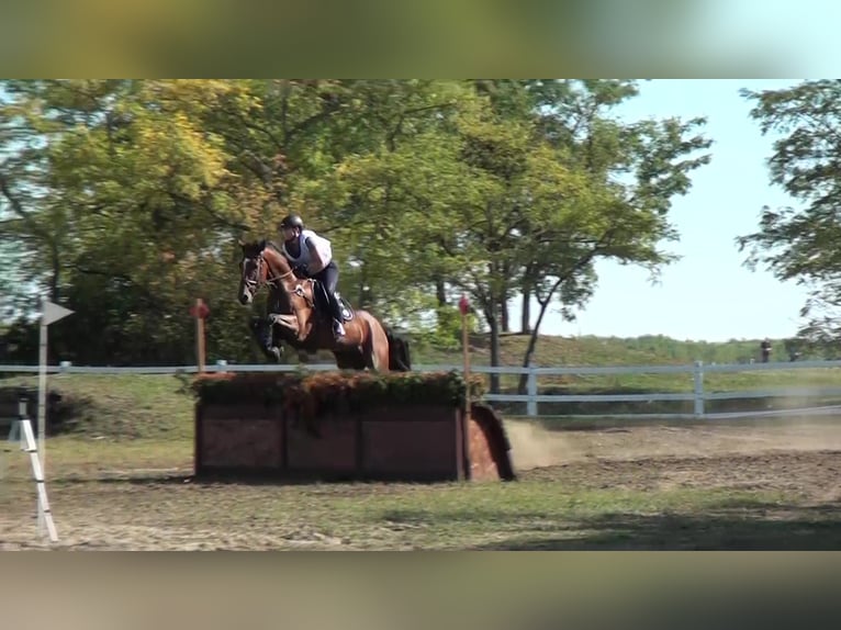 Westphalian Gelding 12 years 16,2 hh Brown in Liebing