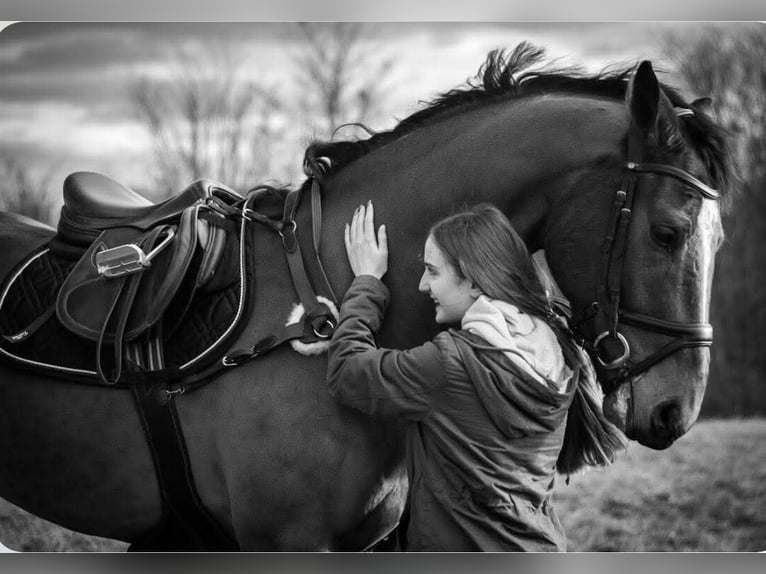 Westphalian Gelding 12 years 16,2 hh Brown in Liebing