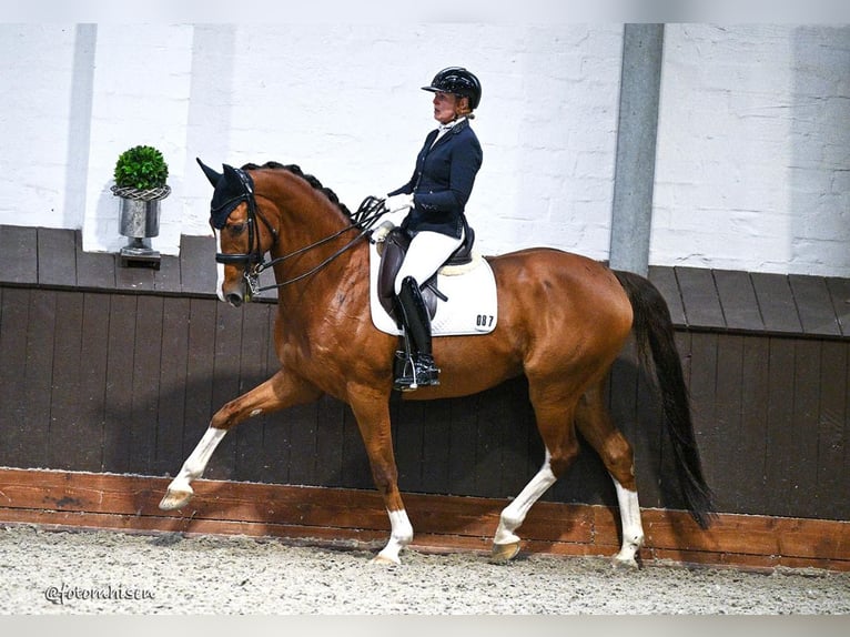 Westphalian Gelding 12 years 16,2 hh Chestnut-Red in Dorsten