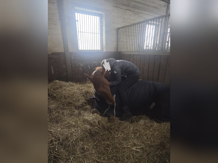 Westphalian Gelding 12 years 16,2 hh Chestnut-Red in Soest