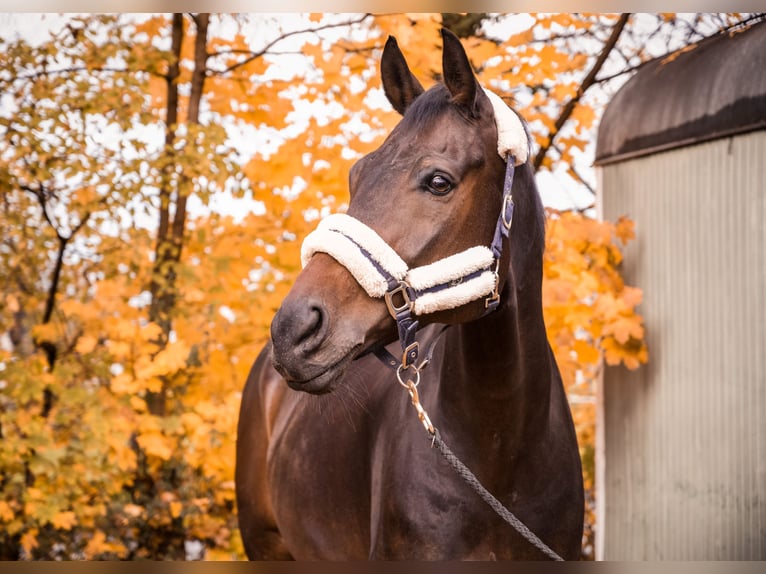 Westphalian Gelding 12 years 16,3 hh Bay-Dark in Wernau