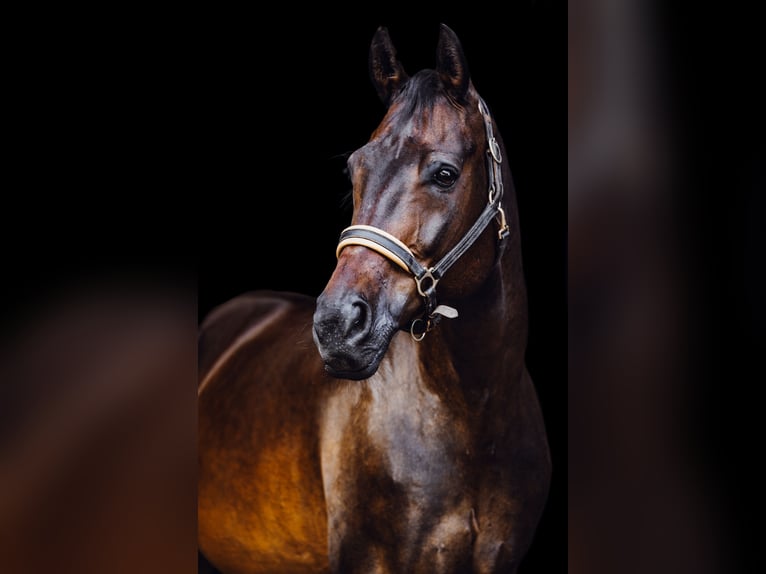 Westphalian Gelding 12 years 16,3 hh Bay-Dark in Wernau