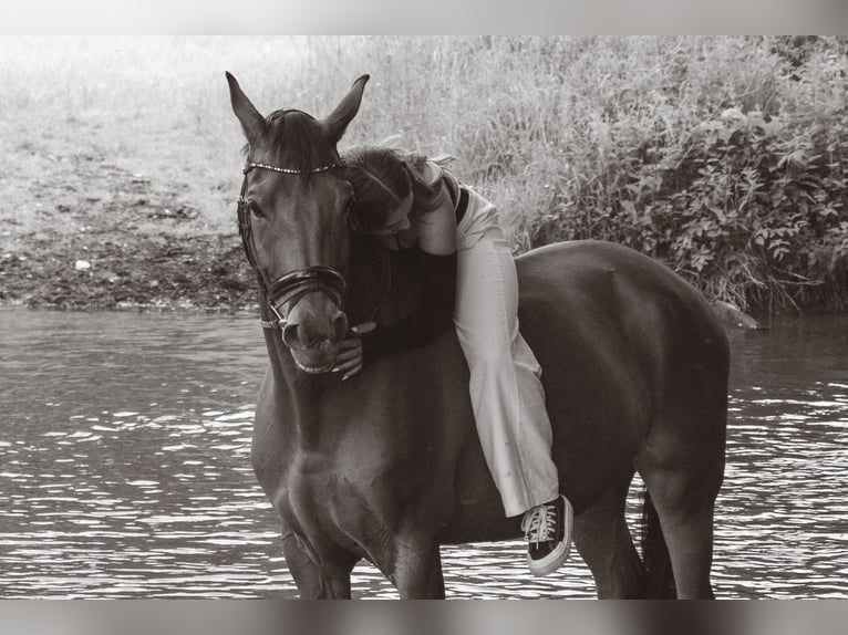Westphalian Gelding 12 years 16,3 hh Brown in B&#xFC;ren