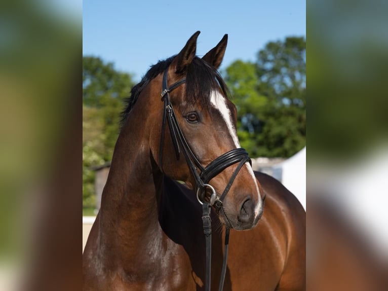 Westphalian Gelding 12 years 17,1 hh Bay-Dark in Billerbeck