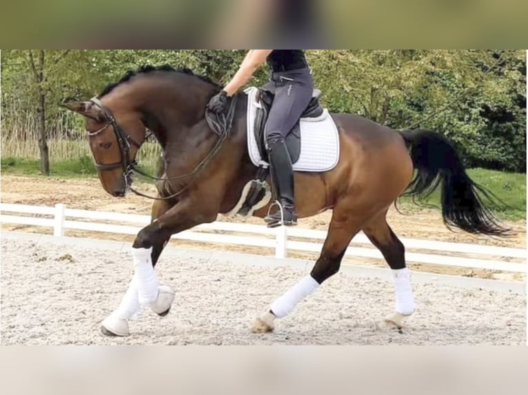 Westphalian Gelding 12 years 17,1 hh Bay in NAVAS DEL MADRONO