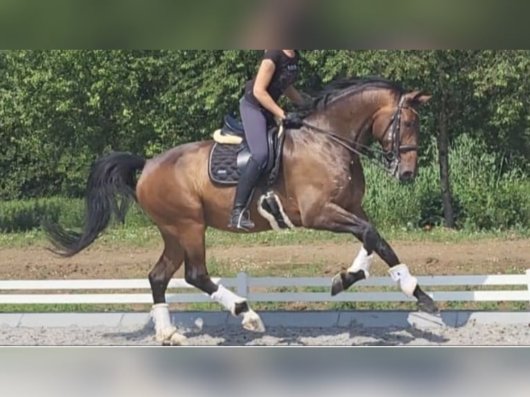 Westphalian Gelding 12 years 17,1 hh Bay in NAVAS DEL MADRONO