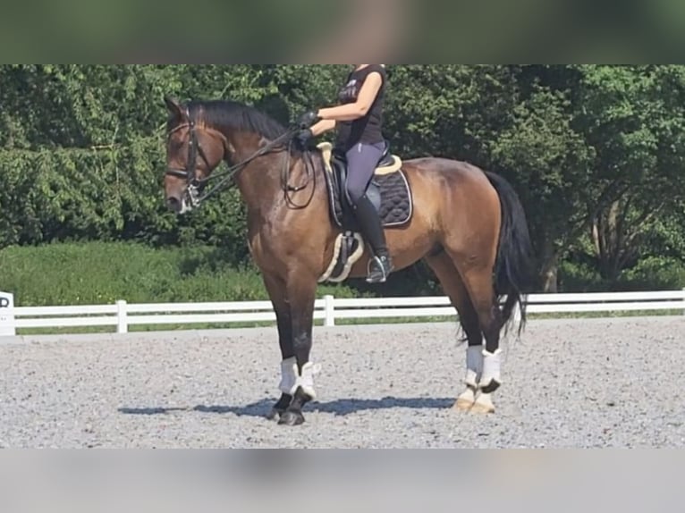 Westphalian Gelding 12 years 17,1 hh Bay in NAVAS DEL MADRONO