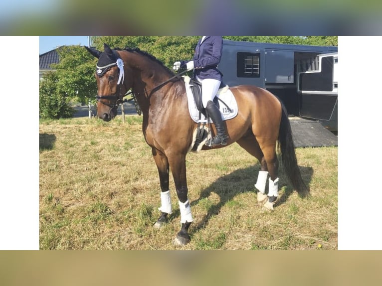 Westphalian Gelding 12 years 17,1 hh Bay in NAVAS DEL MADRONO