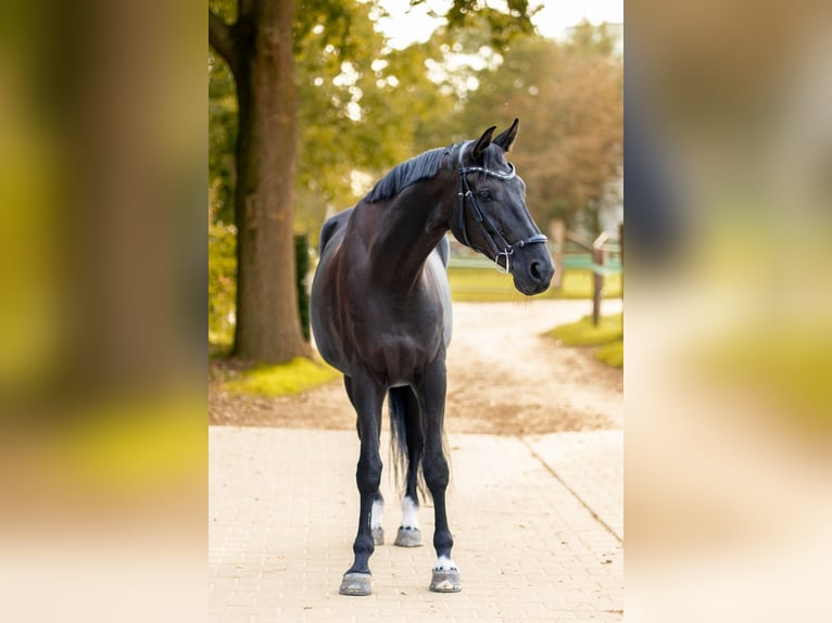 Westphalian Gelding 12 years 17.1 hh Black in Heinsberg