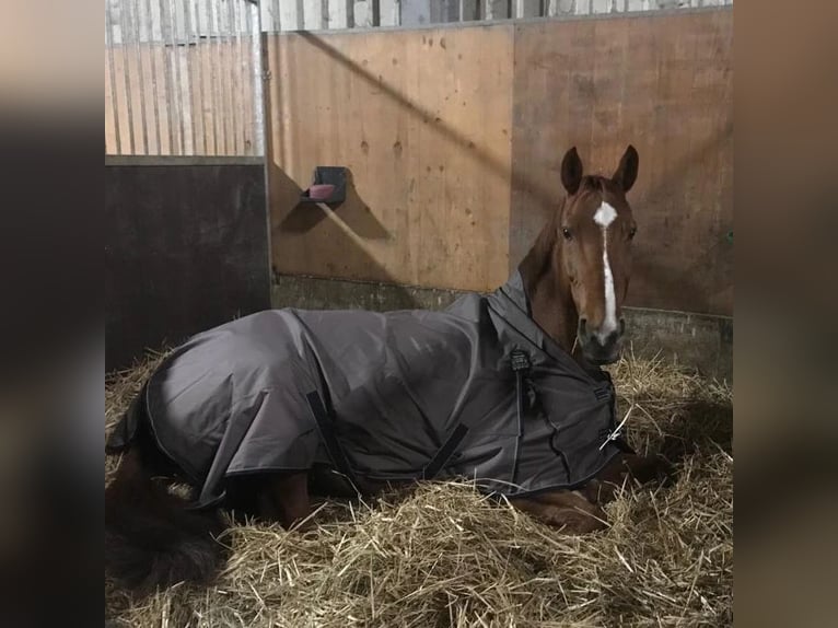 Westphalian Gelding 12 years 17,1 hh Chestnut-Red in Langenfeld