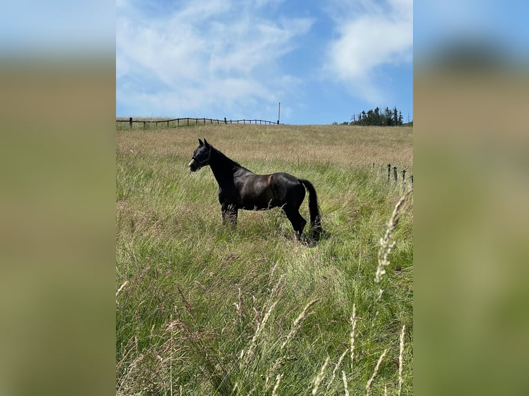 Westphalian Gelding 12 years 17.2 hh Bay-Dark in Lautertal