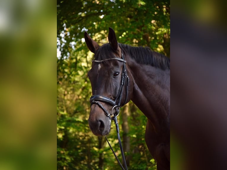 Westphalian Gelding 12 years 17,2 hh Bay-Dark in Bad Hersfeld