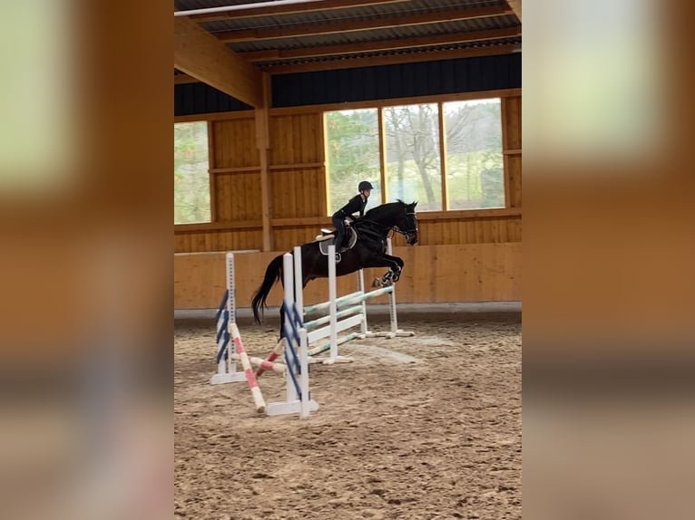 Westphalian Gelding 12 years 17,2 hh Bay-Dark in Bad Hersfeld