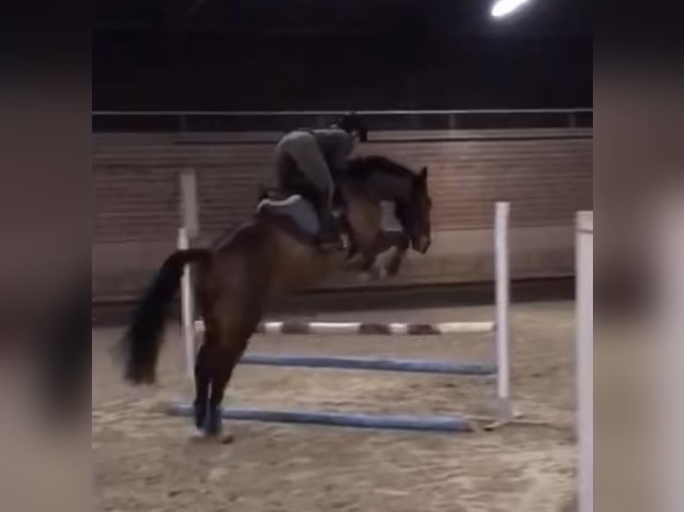 Westphalian Gelding 12 years 17,2 hh Brown in Mechernich