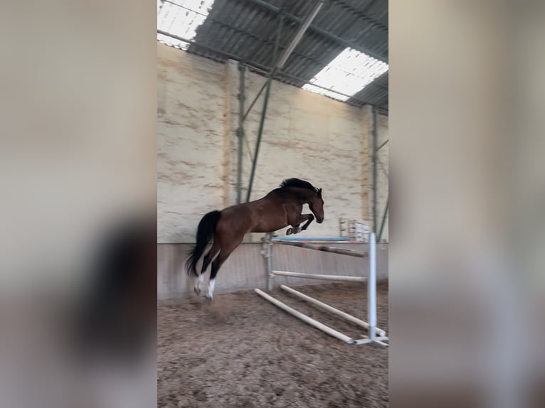 Westphalian Gelding 12 years 17,2 hh Brown in Mechernich