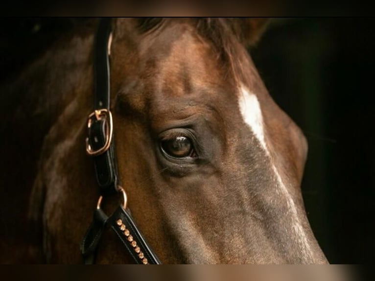 Westphalian Gelding 12 years 17.3 hh Chestnut in Diekhusen