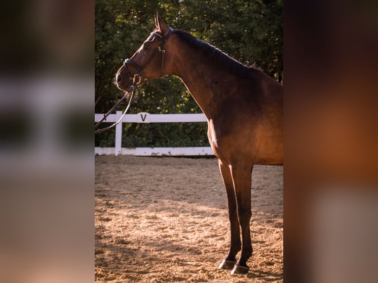 Westphalian Gelding 12 years 17 hh Bay-Dark in Blieskastel