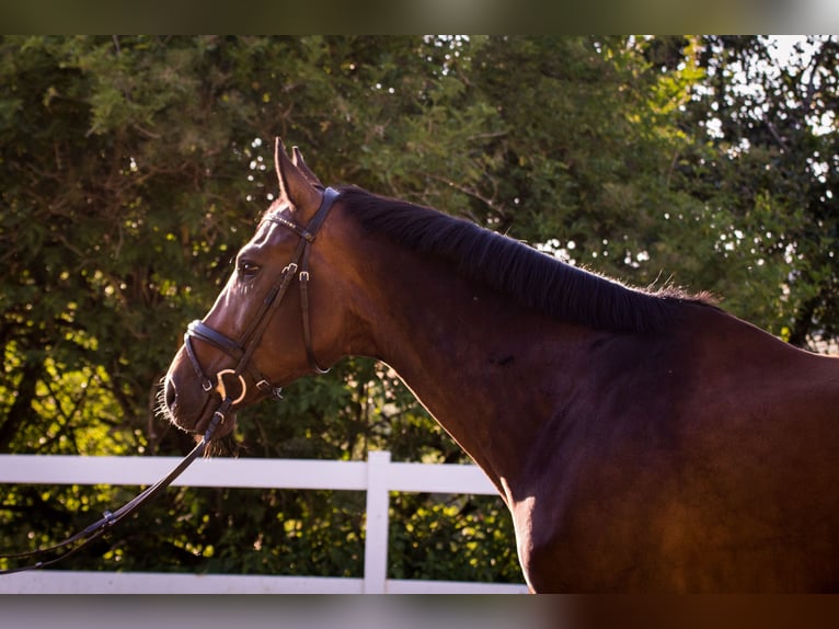 Westphalian Gelding 12 years 17 hh Bay-Dark in Blieskastel