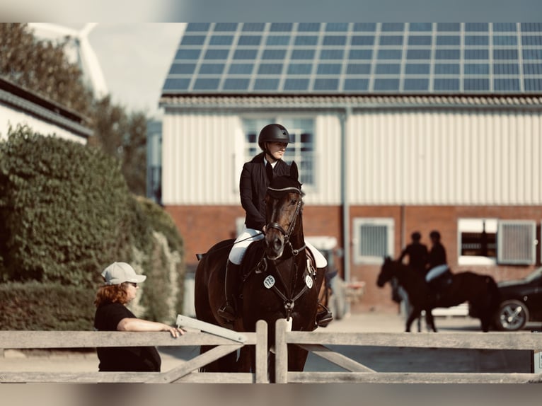 Westphalian Gelding 12 years 17 hh Bay-Dark in Friedrichskoog