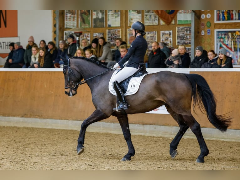 Westphalian Gelding 12 years 17 hh Bay-Dark in Friedrichskoog