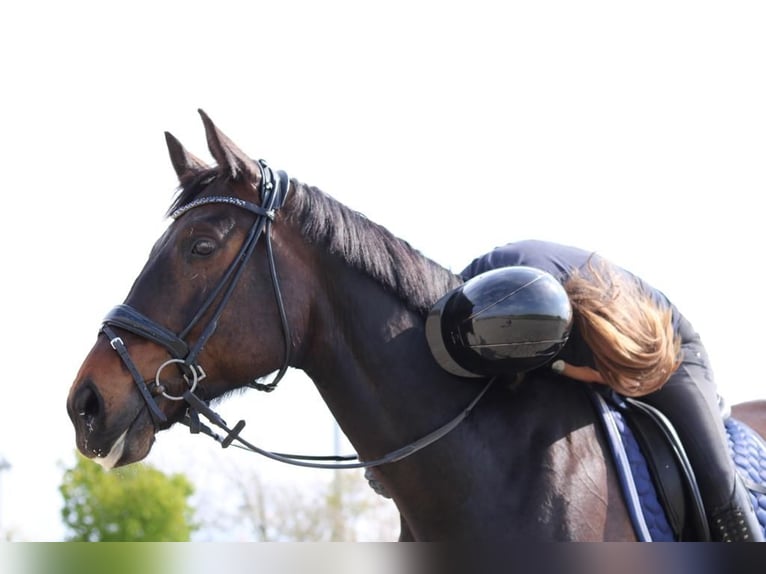 Westphalian Gelding 12 years 17 hh Bay-Dark in Friedrichskoog