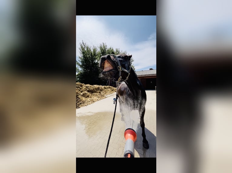 Westphalian Gelding 12 years 17 hh Bay-Dark in Friedrichskoog