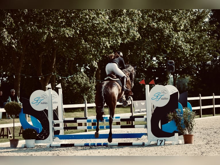 Westphalian Gelding 12 years 17 hh Bay-Dark in Friedrichskoog