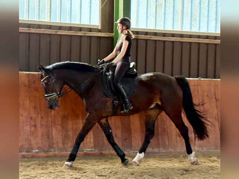 Westphalian Gelding 12 years 17 hh Bay-Dark in Schöppingen