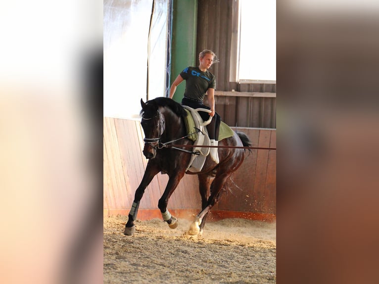 Westphalian Gelding 12 years 17 hh Bay-Dark in Schöppingen