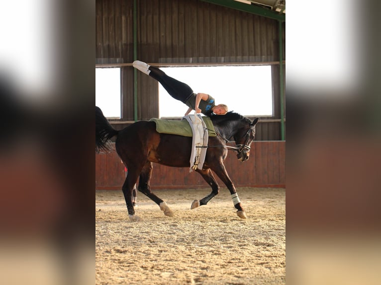 Westphalian Gelding 12 years 17 hh Bay-Dark in Schöppingen