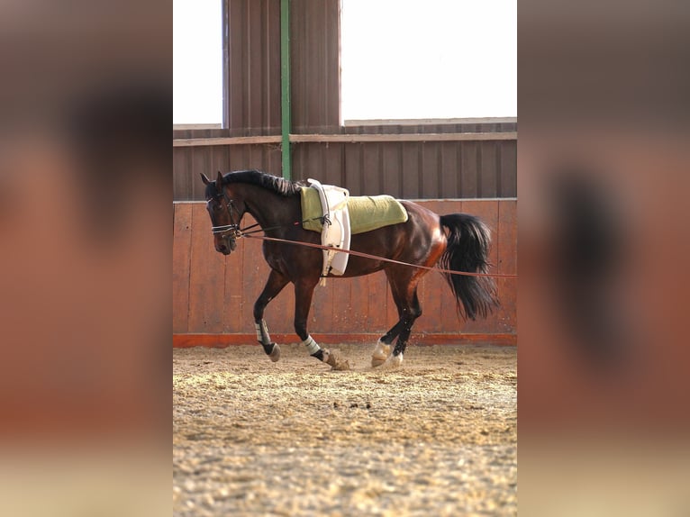 Westphalian Gelding 12 years 17 hh Bay-Dark in Schöppingen