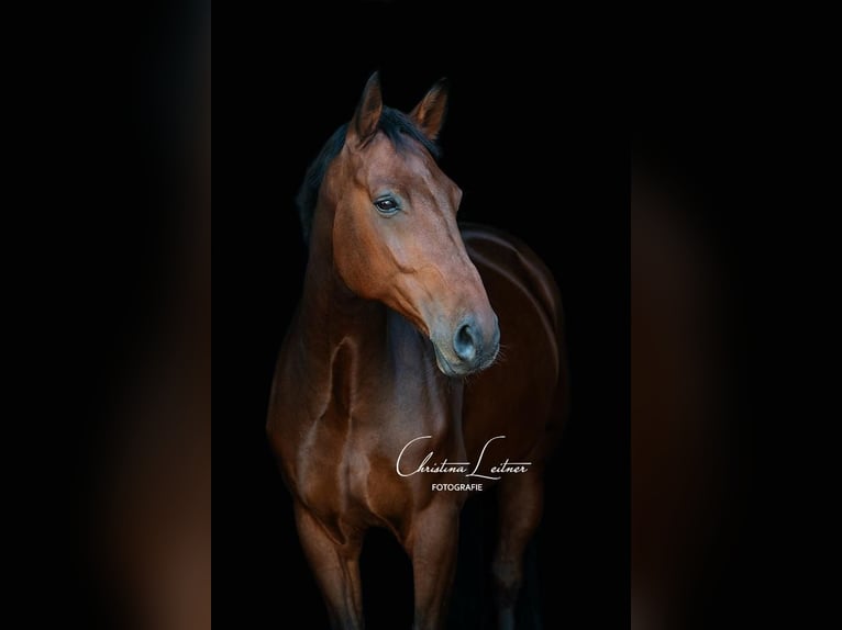 Westphalian Gelding 12 years 17 hh Brown in BielefeldBielefeld
