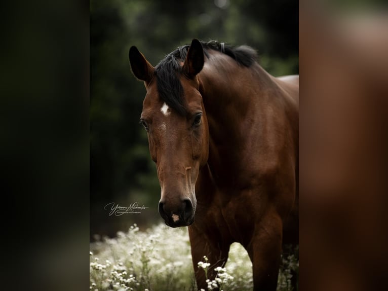 Westphalian Gelding 12 years 17 hh Brown in Oststeinbek
