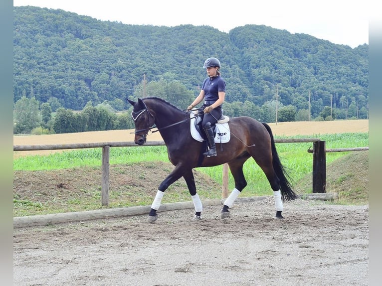 Westphalian Gelding 12 years 17 hh Brown in Wellheim