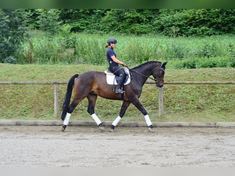Westphalian Gelding 12 years 17 hh Brown in Wellheim