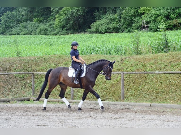 Westphalian Gelding 12 years 17 hh Brown in Wellheim