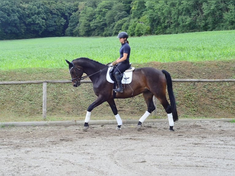 Westphalian Gelding 12 years 17 hh Brown in Wellheim