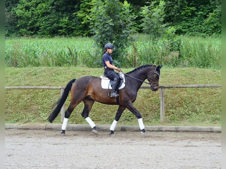Westphalian Gelding 12 years 17 hh Brown in Wellheim