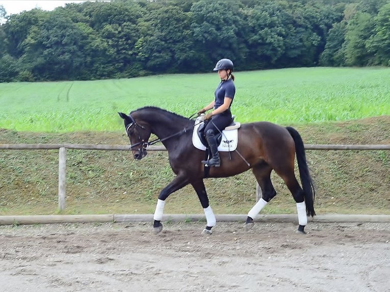 Westphalian Gelding 12 years 17 hh Brown in Wellheim
