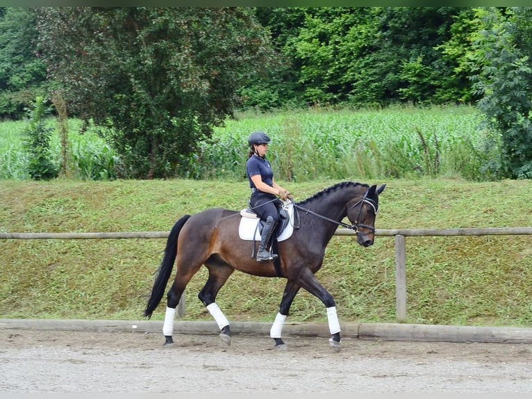Westphalian Gelding 12 years 17 hh Brown in Wellheim