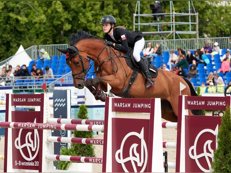 Westphalian Gelding 12 years 17 hh Brown in Barłomino