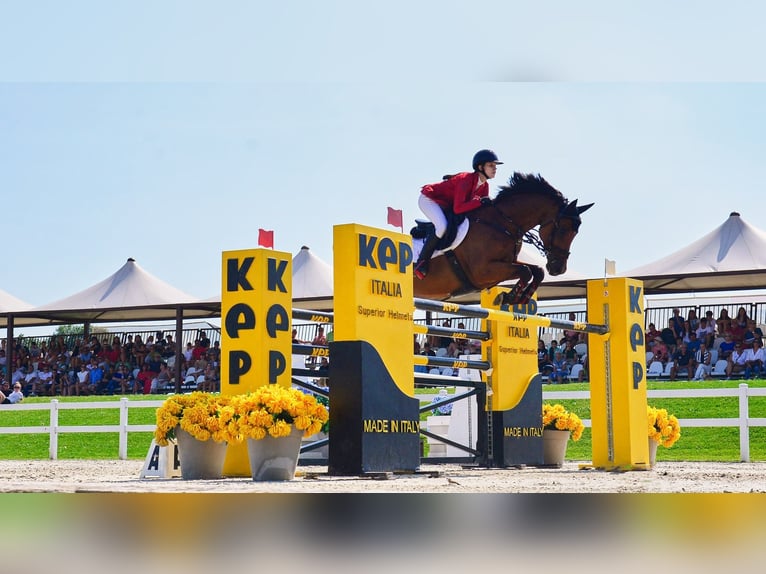 Westphalian Gelding 12 years 17 hh Brown in Barłomino