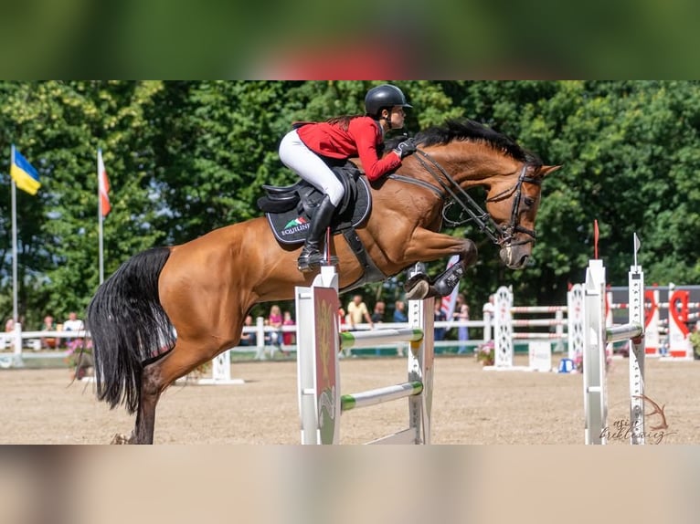 Westphalian Gelding 12 years 17 hh Brown in Barłomino