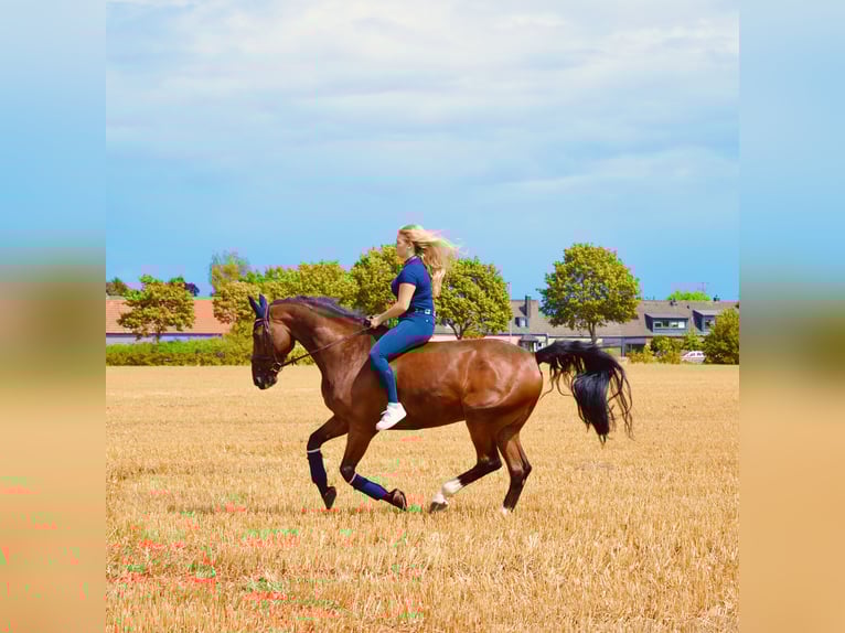 Westphalian Gelding 12 years 17 hh Brown in D&#xFC;sseldorf