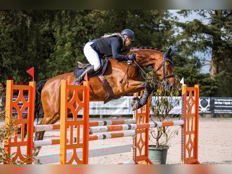 Westphalian Gelding 12 years 17 hh Brown in D&#xFC;sseldorf
