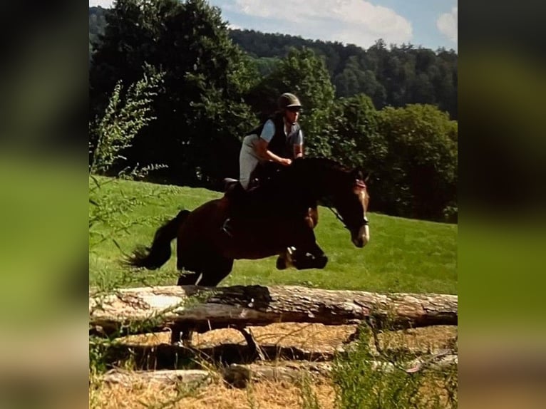 Westphalian Gelding 12 years 17 hh Brown in Altenberge