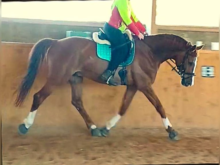Westphalian Gelding 12 years 17,1 hh Chestnut-Red in Wolfsheim