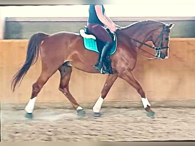 Westphalian Gelding 12 years 17,1 hh Chestnut-Red in Wolfsheim