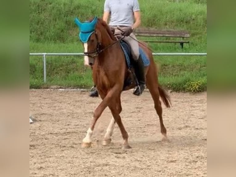 Westphalian Gelding 12 years 17,1 hh Chestnut-Red in Wolfsheim